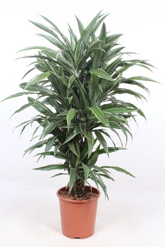 Dracena Warneckei - 100 cm - ø27