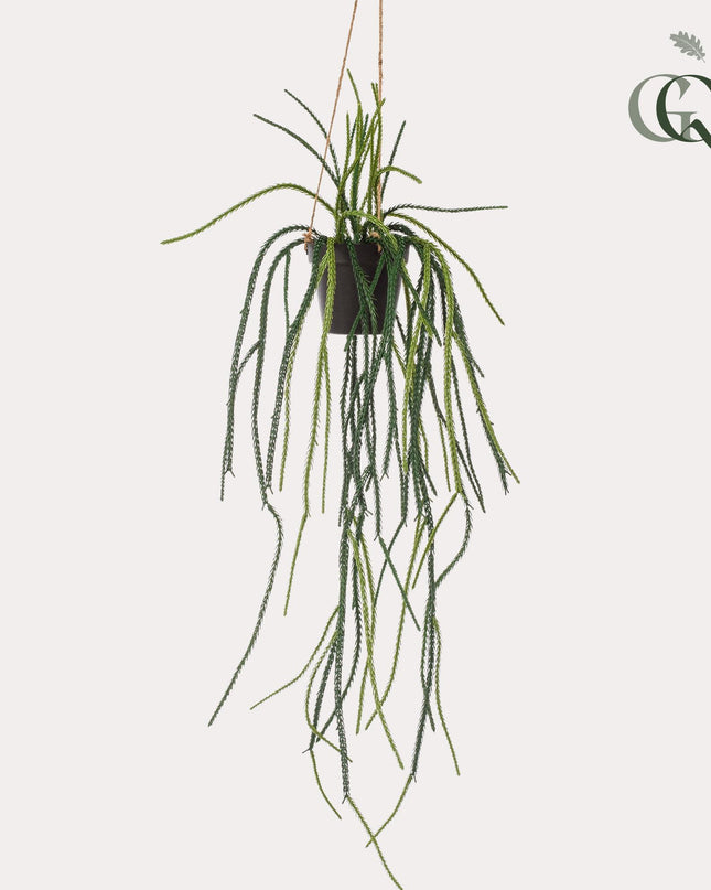 Kunstplant - Rhypsalis - Koraalcactus - ↕ 85 cm