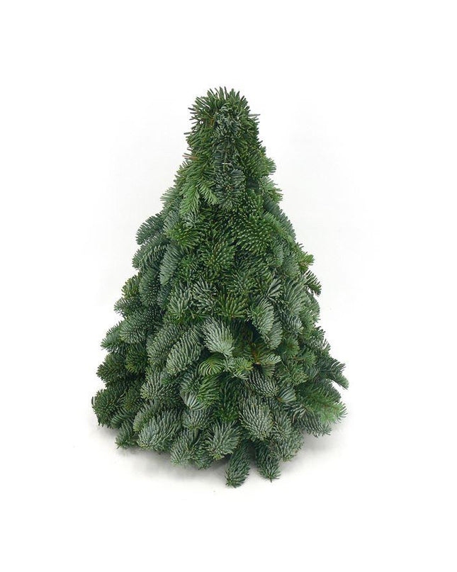 Nobilis Kerstboom - ↕40cm