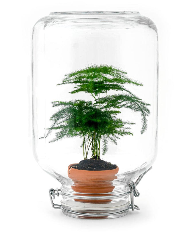 Easyplant - Asparagus - Mini-ecosysteem