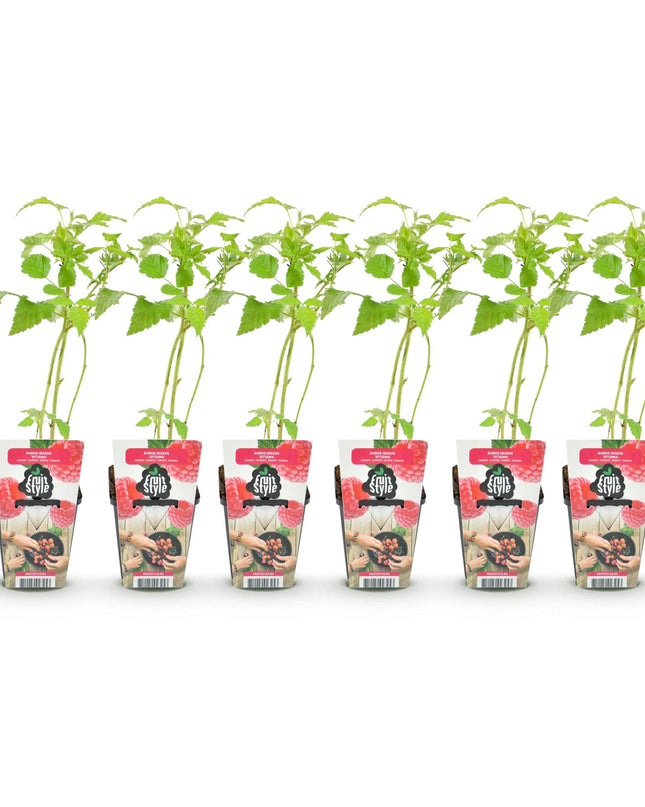 Raspberry Fruit Plants - 6 plants - Rubus idaeus Ottawa - Hardy in Winter - Pot 9 cm - Red Raspberry