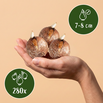 280x Crocus mix - Mezcla de azafranes - Variados - Bulbo para naturalizar - Calibre del bulbo 7/8
