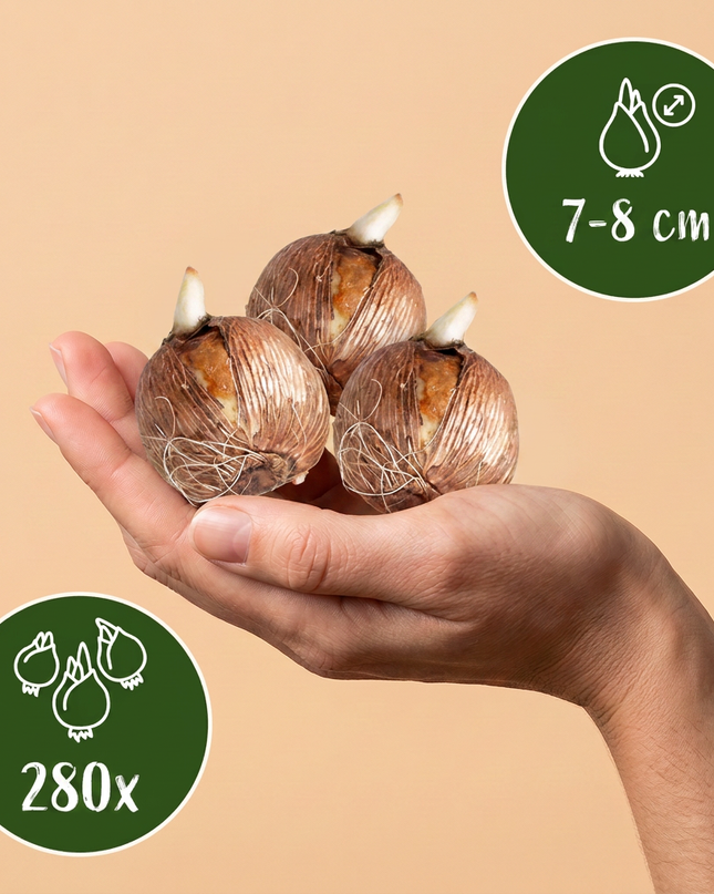280x Crocus mix - Mezcla de azafranes - Variados - Bulbo para naturalizar - Calibre del bulbo 7/8