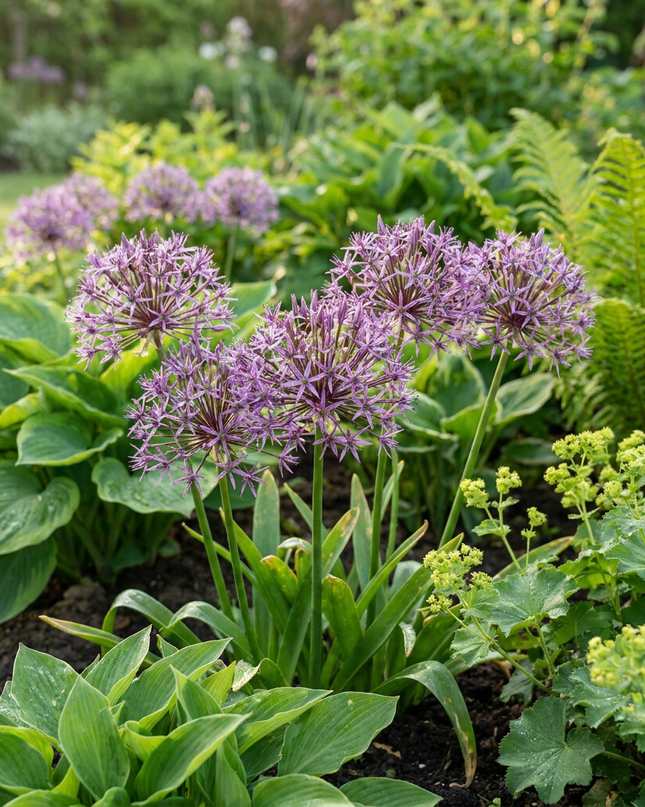 120x Allium Christophii – Sternkugel-Lauch – Violett – Sommerblüher – Zwiebelgröße 10/12
