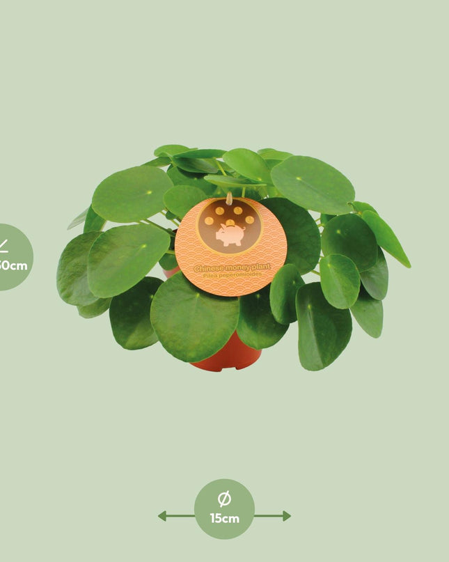 Pilea Peperomioides - Ø15cm - ↕30cm