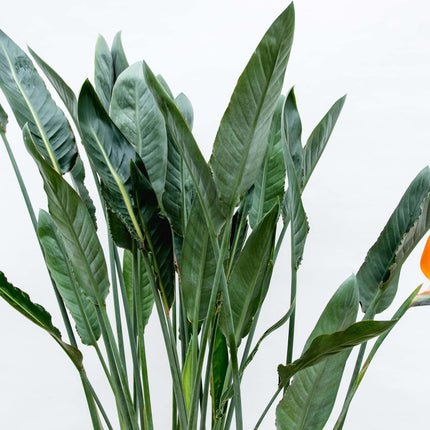 Strelitzia Reginae XL - 160cm - ⌀30
