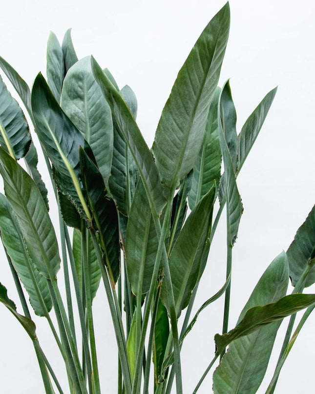 Strelitzia Reginae XL - 160cm - ⌀30