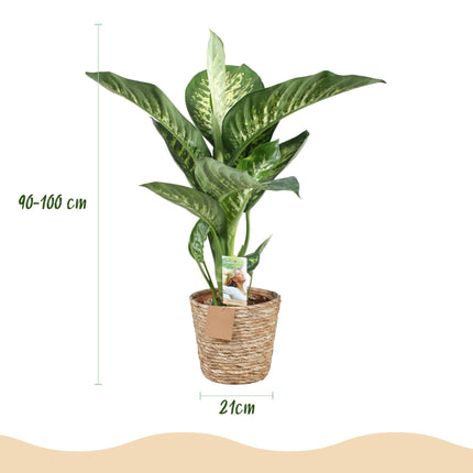 Diefenbachia Tropic Snow - Dieffenbachia + mandarina - Maceta 21cm - Altura 90-100cm