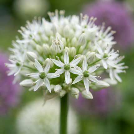 12x Allium Mount Everest - Zierlauch - Weiß - Sommerblüher - Zwiebelgröße 16/18