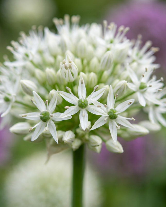12x Allium Mount Everest - Zierlauch - Weiß - Sommerblüher - Zwiebelgröße 16/18