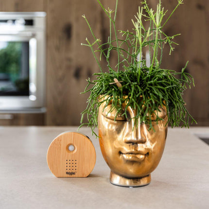 Scatola musicale Melodiez - Legno