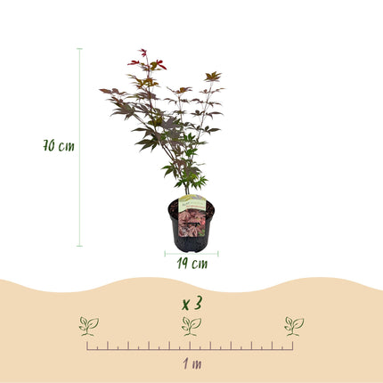 Japanse Esdoorn - Acer palmatum Atropurpureum - Paars - 2 stuks - Pot 19cm Hoogte 70cm
