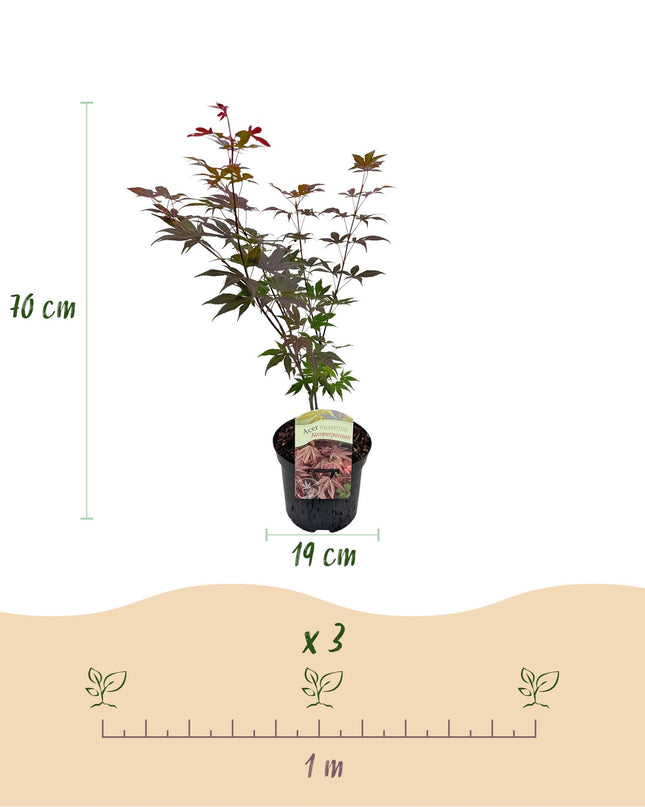 Acero giapponese - Acer palmatum Atropurpureum - Viola - 2 pezzi - Vaso 19cm Altezza 70cm