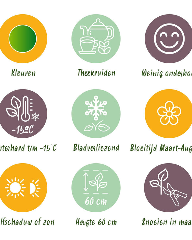 Borderpakket - Thee kruiden - 8 Vaste planten - 1 m2 - Diversen kleuren - Weinig Onderhoud - Pot 11cm