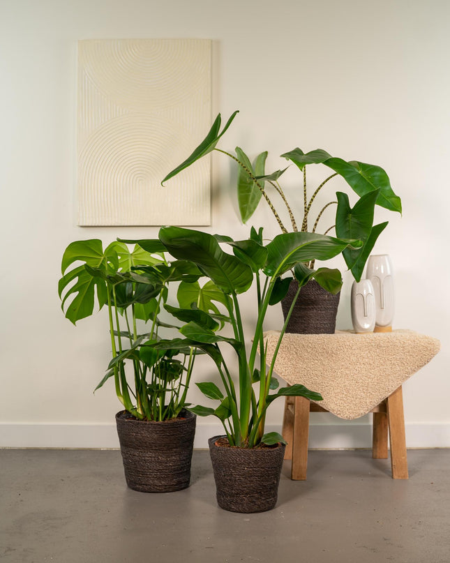 Monstera Deliciosa - Ø21cm - ↕75cm + Alocasia Zebrina - Ø19cm - ↕75cm + Strelitzia Nicolai - Ø19cm - ↕85cm - 3 planten