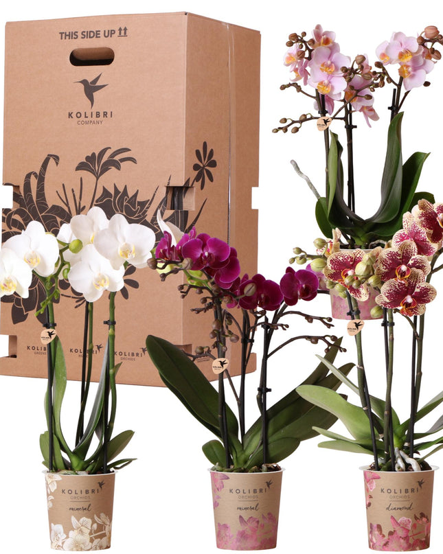 Kolibri Orchids - Surprise box mix - planten voordeel box - verrassingsbox met 4 verschillende orchideeën - vers van de kweker