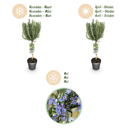 Rosmarinus officinalis - Evergreen - Hardy in Winter - Purple Flower - Pot 19cm Height 90cm