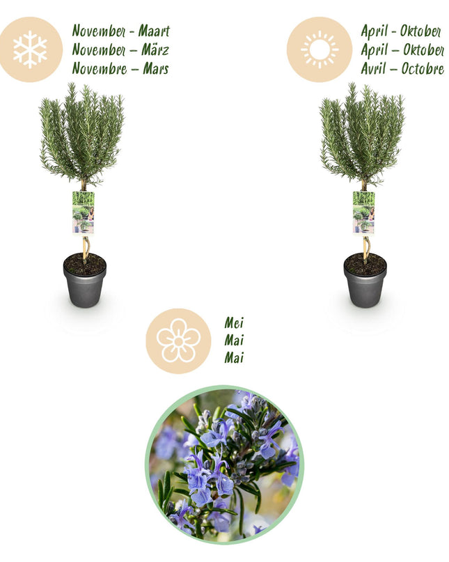 Rosmarino - De hoja perenne - Resistente al invierno - Flor morada - Maceta 19 cm Altura 90 cm