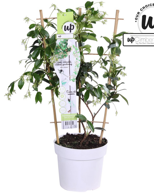Trachelospermum 'Star of Venice' - Toscaanse Jasmijn Wit - Ø15cm - ↕65cm