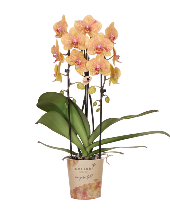 Kolibri Orchids | Oranje phalaenopsis orchidee potmaat Ø12cm | Sunny Bunny | bloeiende kamerplant - vers van de kweker