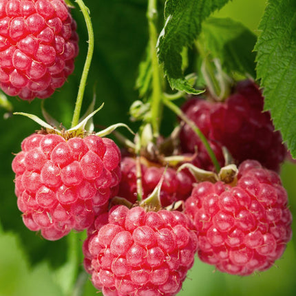 Rubus idaeus 'Malling Promise' - Framboos - Ø13cm - ↕45cm