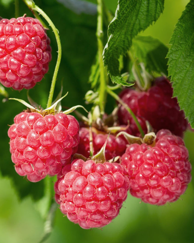 Rubus idaeus 'Malling Promise' - Framboos - Ø13cm - ↕45cm