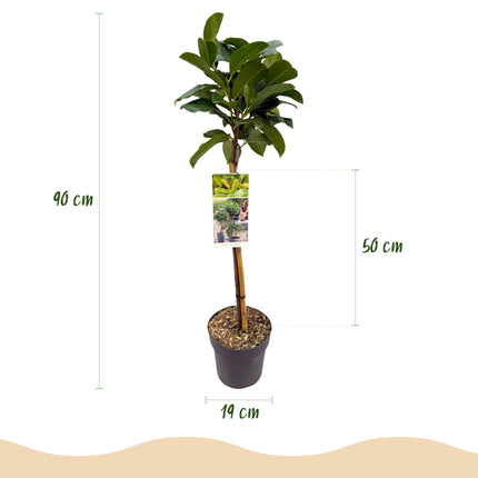 Prunus laurocerasus Etna® - Evergreen - Hardy in Winter - Green Leaf - Pot 19cm Height 90cm