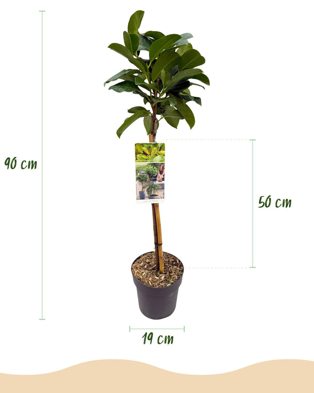 Prunus laurocerasus Etna® - Evergreen - Hardy in Winter - Green Leaf - Pot 19cm Height 90cm