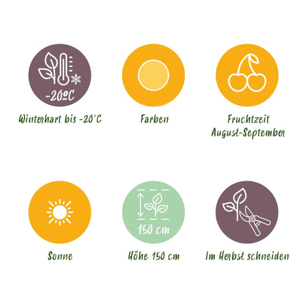 Gelbe Himbeere Obstpflanzen - 6 Pflanzen - Rubus idaeus Fallgold - Winterfest - Topf 9 cm