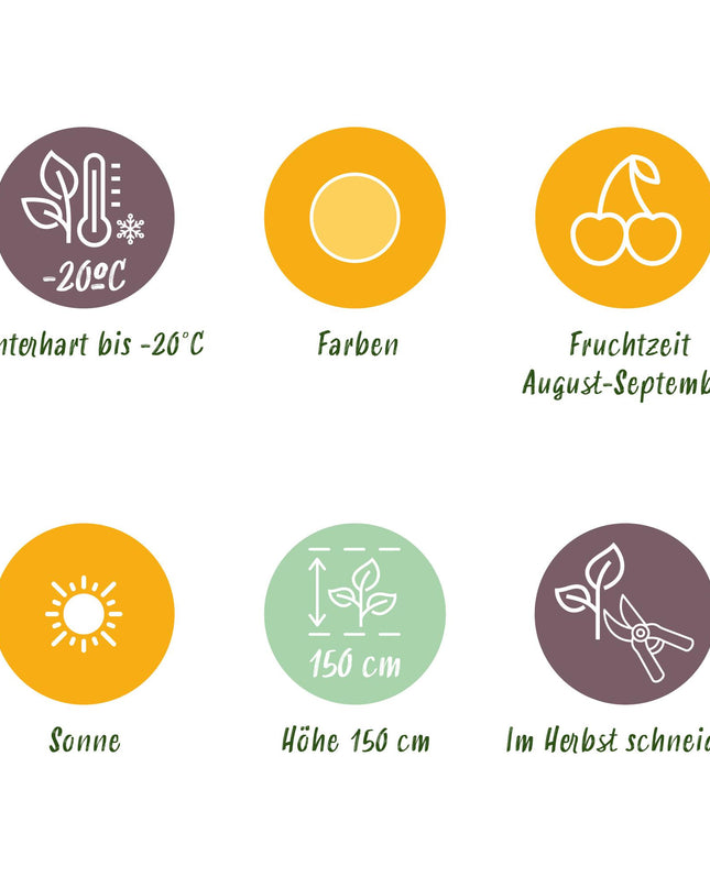 Yellow Raspberry Fruit Plants - 6 plants - Rubus idaeus Fallgold - Hardy in Winter - Pot 9 cm