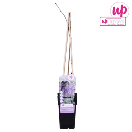 Paarse regen - Wisteria floribunda 'Naga Noda' - Ø15cm - ↕65cm