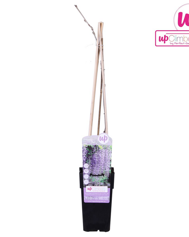 Paarse regen - Wisteria floribunda 'Naga Noda' - Ø15cm - ↕65cm