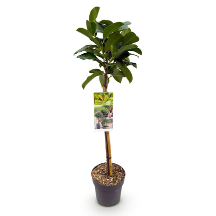 Prunus laurocerasus Etna® - Evergreen - Hardy in Winter - Green Leaf - Pot 19cm Height 90cm