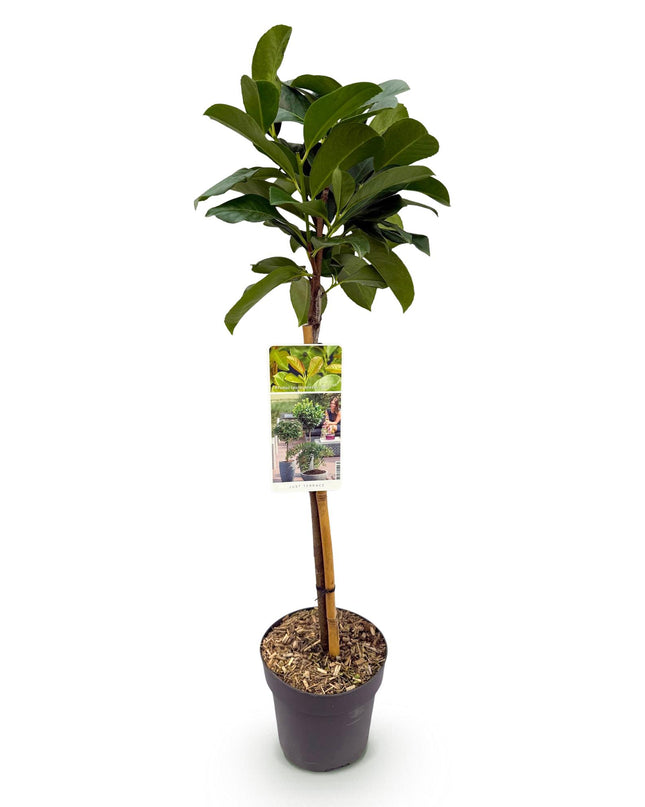 Prunus laurocerasus Etna® - Evergreen - Hardy in Winter - Green Leaf - Pot 19cm Height 90cm