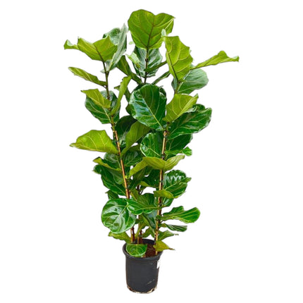 Ficus Lyrata arbusto - 160 cm - Ø27