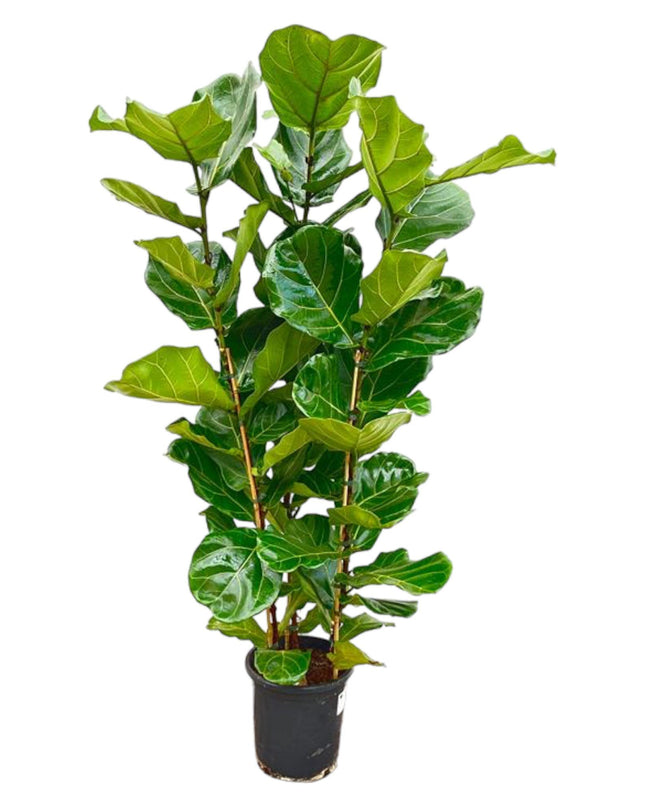 Ficus Lyrata arbusto - 160 cm - Ø27