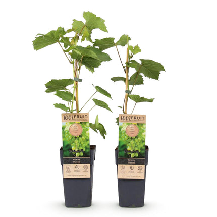 Witte Druif - 2 planten - Vitis vinifera Himrod - Pitloos - Pot 15cm Hoogte 50cm