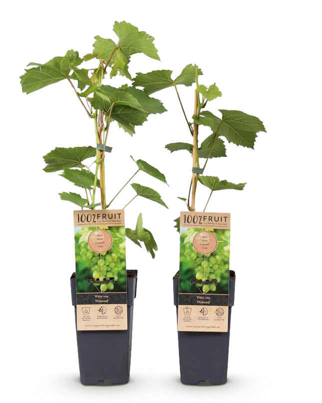 Witte Druif - 2 planten - Vitis vinifera Himrod - Pitloos - Pot 15cm Hoogte 50cm