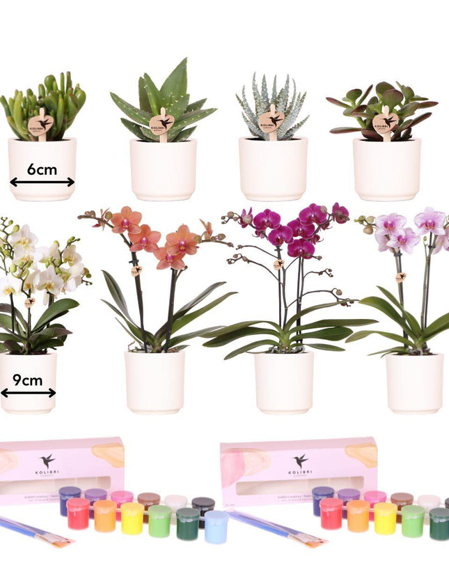 Kolibri Creatives | Verfpakket voor het schilderen van 8 bloempotten + orchideeën en succulenten | voor minimaal 4 personen | Creatieve visionair