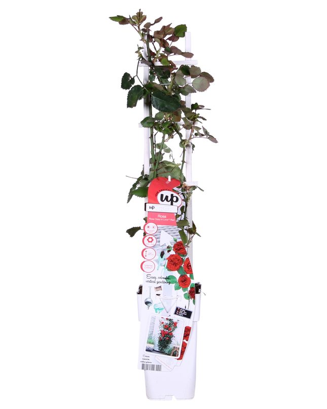 Rosa Crazy in love 'Red' - Rode Roos - Ø15cm - ↕65cm