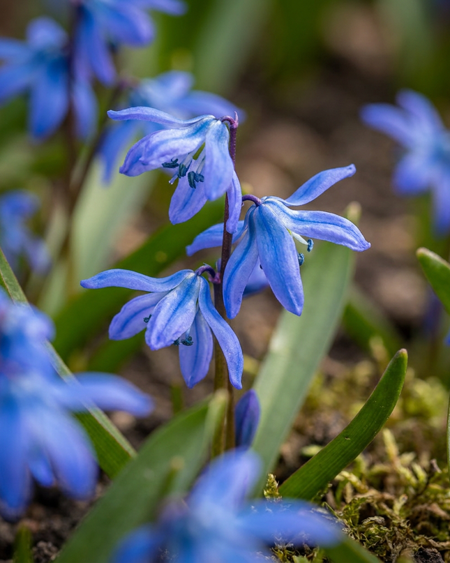 400x Scilla Siberica - Siberische sterhyacint - Blauw - Verwilderingsbol - Bolmaat 7/8