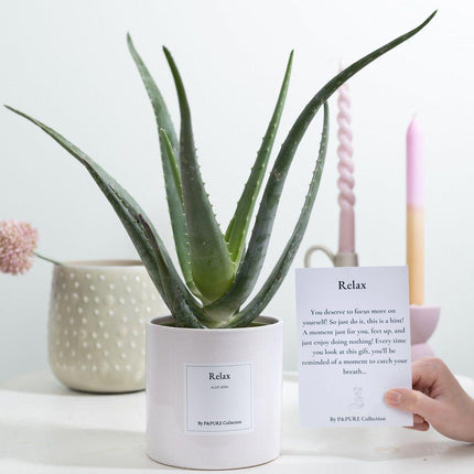 Aloe Vera Gift "Relax" met wenskaart - Ø12cm - ↕40cm
