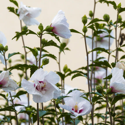 Hibiscus syriacus Starburst Chiffon® – Terrassenpflanze – Laubabwerfend – Winterhart – Weiß-rosa Blüte – Topf 19cm Höhe 90cm
