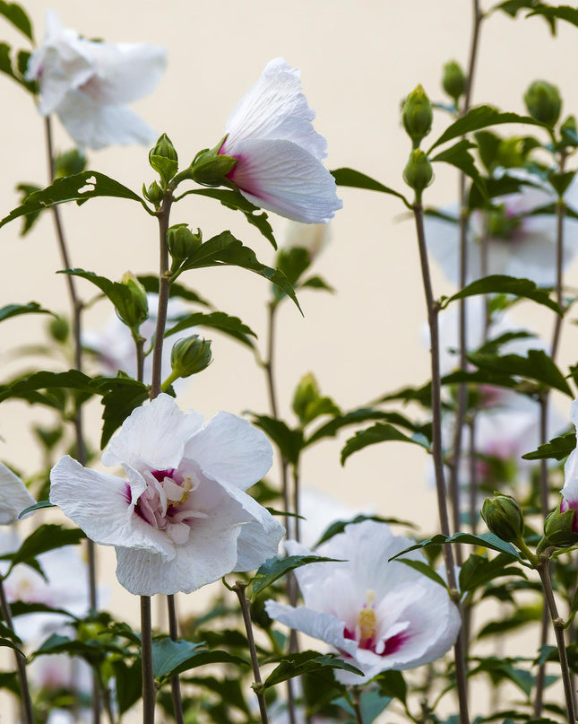 Hibiscus syriacus Starburst Chiffon® – Terrassenpflanze – Laubabwerfend – Winterhart – Weiß-rosa Blüte – Topf 19cm Höhe 90cm