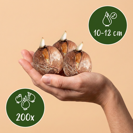 200x Zwiebel-Schattenbeet – Verschiedene – Sommerblüher – Zwiebelgröße 10/12