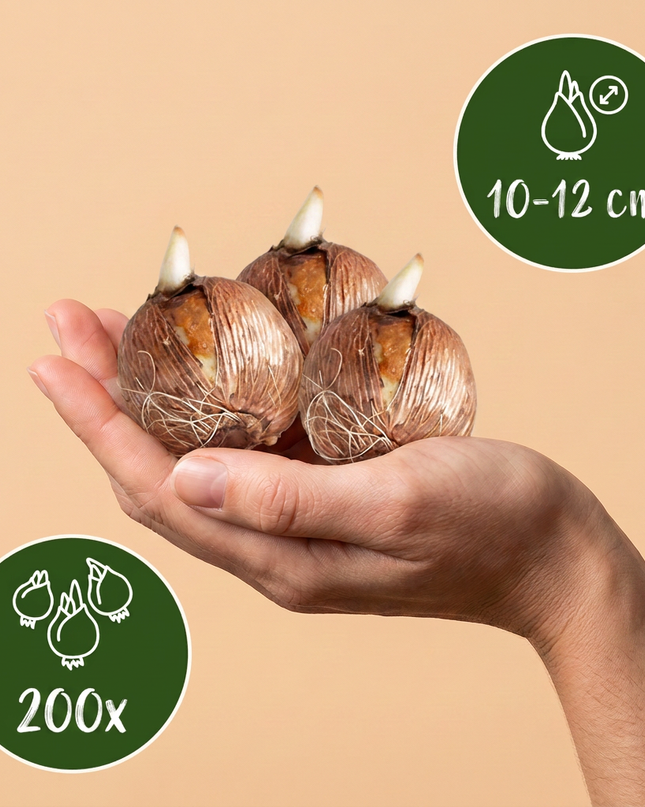 200x Zwiebel-Schattenbeet – Verschiedene – Sommerblüher – Zwiebelgröße 10/12