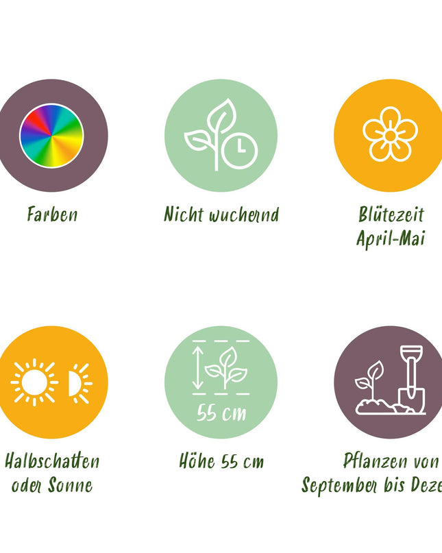 Bloembollen - Tulp Flaming Beauty mix - Diversen Kleuren - 15 stuks - Bolmaat 11/12 - XXL Pack