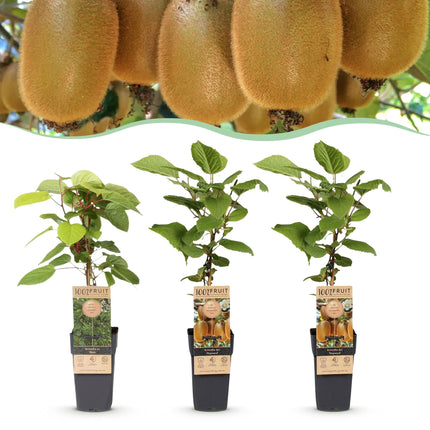 Kiwipflanze Actinidia Weiki & Hayward - 1 Männlich - 2 Weiblich - Pflanzen - Grün - Topf 15cm - Höhe 50cm