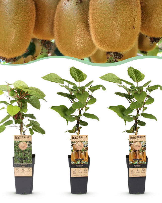 Kiwipflanze Actinidia Weiki & Hayward - 1 Männlich - 2 Weiblich - Pflanzen - Grün - Topf 15cm - Höhe 50cm