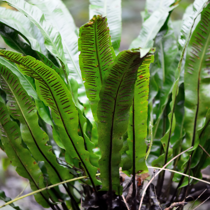 48x Asplenium scolopendrium - ↕10-25cm - Ø9cm